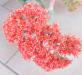 Crassula falcata syn. Rochea falcata (fiore) di Anelisa.jpg